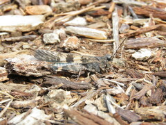 Trimerotropis fontana