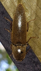 Orthostethus infuscatus