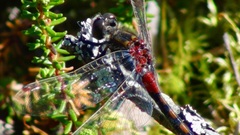 Leucorrhinia rubicunda