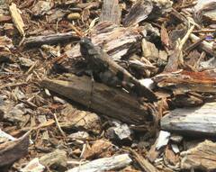 Trimerotropis fontana