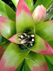 Nidularium innocentii