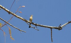 Ptiliogonys cinereus