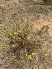 Grindelia camporum