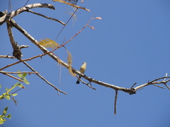 Ptiliogonys cinereus