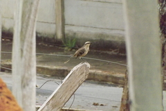 Mimus saturninus