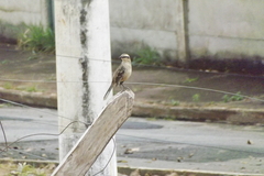 Mimus saturninus