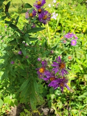 Symphyotrichum novae-angliae