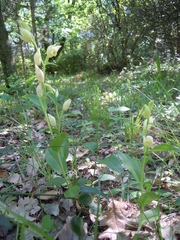 Cephalanthera damasonium