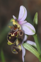 Ophrys scolopax