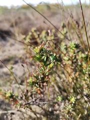 Lampranthus stenopetalus