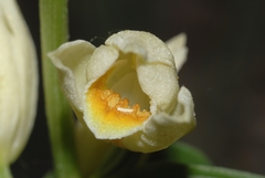 Cephalanthera damasonium