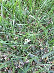 Macrochilo litophora