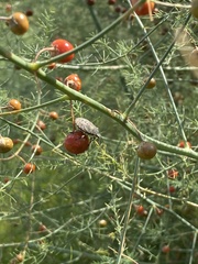 Anasa tristis