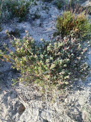 Lampranthus stenopetalus