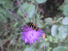 Syrphus knabi