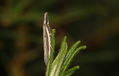Pleurota bicostella