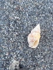 Tritia reticulata