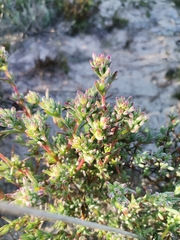 Lampranthus stenopetalus