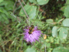 Syrphus knabi