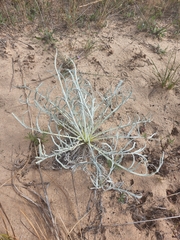 Cirsium pitcheri