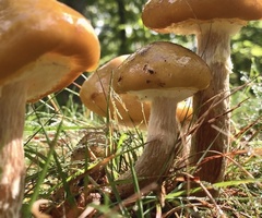 Armillaria