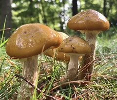 Armillaria