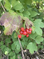 Viburnum
