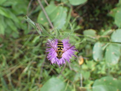 Syrphus knabi