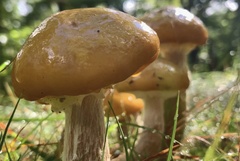 Armillaria