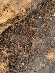 Cylindroiulus caeruleocinctus