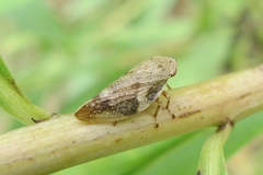 Aphrophora