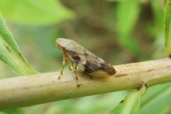 Aphrophora