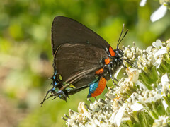 Atlides halesus