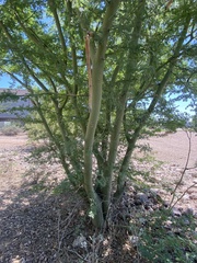 Parkinsonia microphylla
