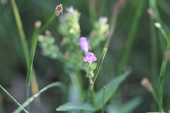Physostegia parviflora