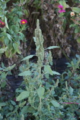 Amaranthus hybridus