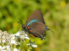 Atlides halesus