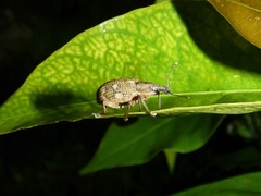 Curculionidae