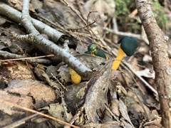 Leotia viscosa