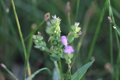 Physostegia parviflora