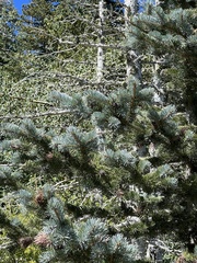 Picea pungens