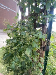 Clematis