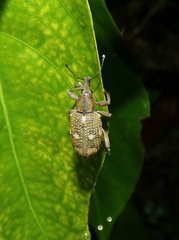 Curculionidae