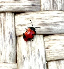 Endomychus biguttatus