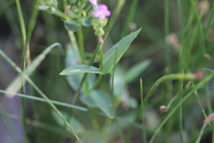 Physostegia parviflora