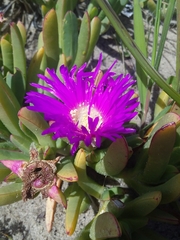 Carpobrotus rossii