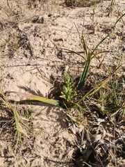 Wachendorfia multiflora