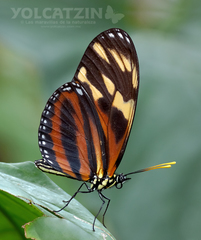 Eueides isabella eva