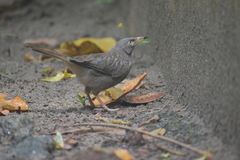 Argya striata
