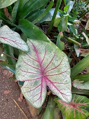 Caladium bicolor